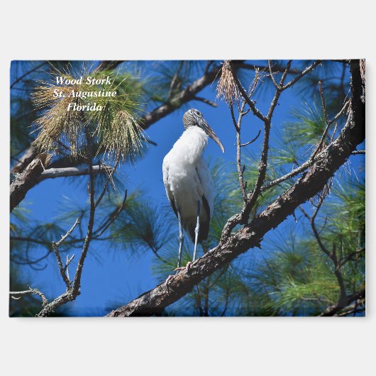 Waldstorch im wilden St. Augustine, Florida Magnet (Vorderseite)