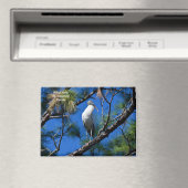 Waldstorch im wilden St. Augustine, Florida Magnet (In Situ (Geschirrspüler))