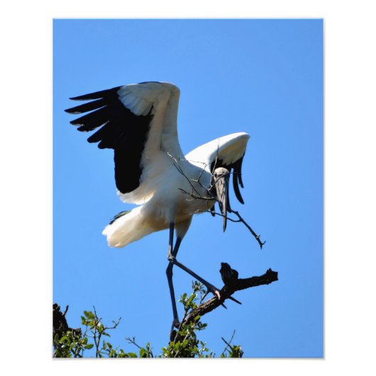 Waldstorch in freier Wildbahn Fotodruck (Vorne)