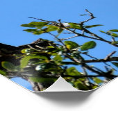 Waldstorch in freier Wildbahn Poster (Ecke)