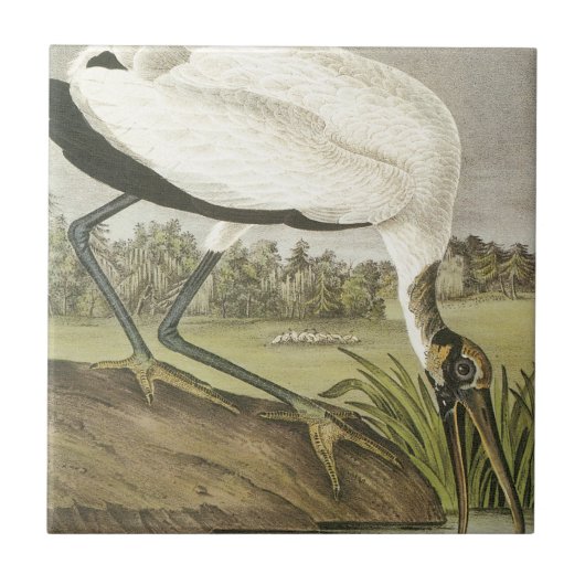Waldstorch von Audubon Fliese (Vorderseite)