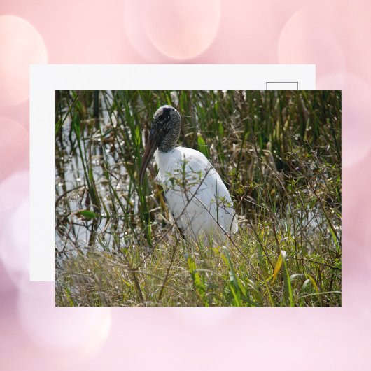 Waldstork Florida Feuchtgebiete Fotografie Postkarte