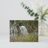 Waldstork Florida Feuchtgebiete Fotografie Postkarte (Stehend Vorderseite)