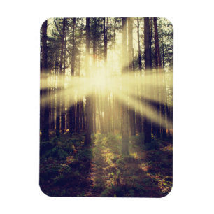 WaldSunbeams Magnet