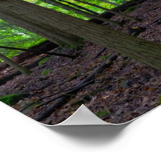 Waldsunrise Poster (Ecke)