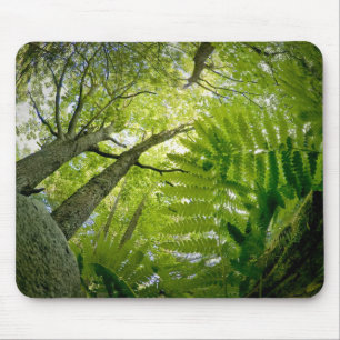 Waldszene im Acadia National Park, Maine. Mousepad
