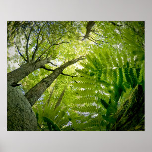 Waldszene im Acadia National Park, Maine. Poster