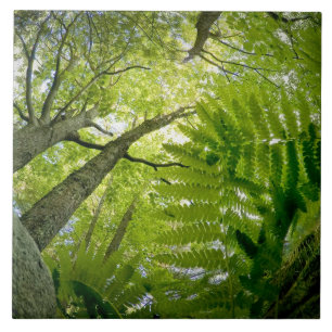 Waldszene im Acadia Nationalpark, Maine. Fliese