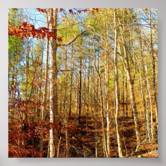 WALDSZENE POSTER (Vorne)