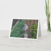 Waldtaube Karte (Vorderseite)