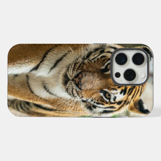 Waldtiger iPhone Hülle (Rückseite (Horizontal))