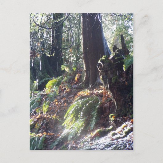 Waldtroll im Schnee #2 Postkarte (Vorderseite)