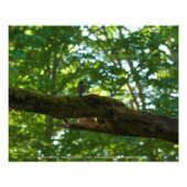 Waldüberpass Fotodruck (Vorne)