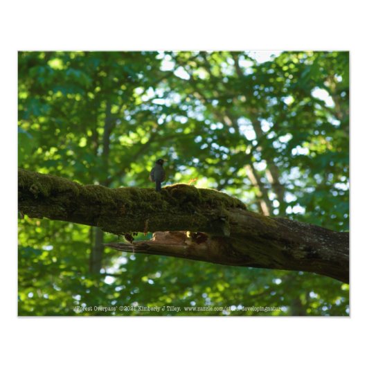 Waldüberpass Fotodruck (Vorne)