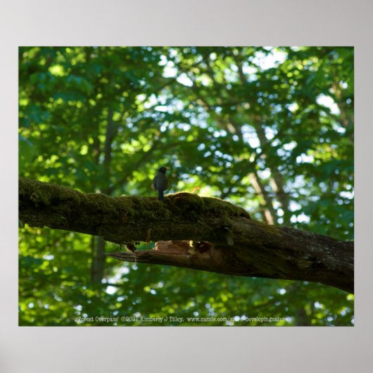 Waldüberpass Poster (Vorne)