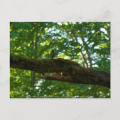 Waldüberpass Postkarte (Vorderseite)