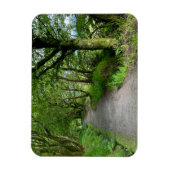 Waldwanderweg auf der Insel Bute Schottland Magnet (Vertikal)