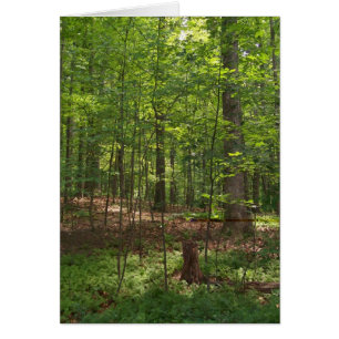 Waldweg