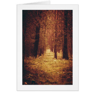 Waldweg...