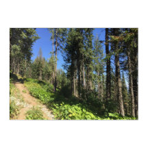 Waldweg auf dem Spokane Washington Akryllische Kun