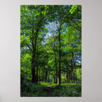 Waldweg. Blackweir Woods, Cardiff, Wales. Poster