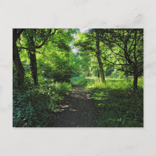 Waldweg. Blackweir Woods, Cardiff, Wales. Postkarte