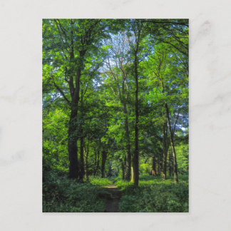 Waldweg. Blackweir Woods, Cardiff, Wales. Postkarte