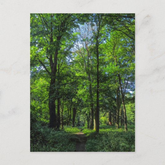 Waldweg. Blackweir Woods, Cardiff, Wales. Postkarte (Vorderseite)