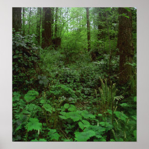 Waldweg GT 1 Poster
