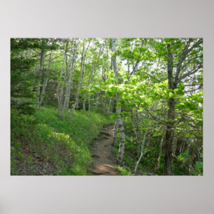 Waldweg im Acadia National Park Poster