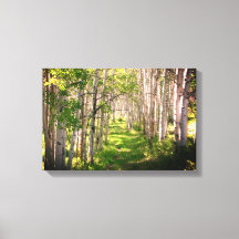 Waldweg im Spätfrühling