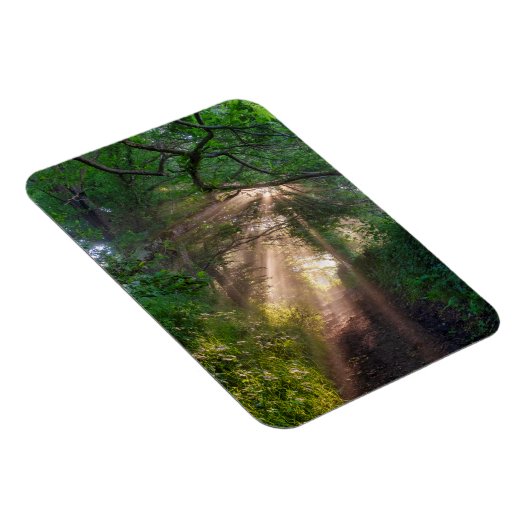 Waldweg Magnet (Rechte Seite)