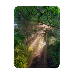 Waldweg Magnet