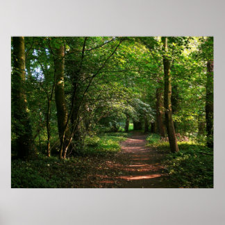 Waldweg Poster