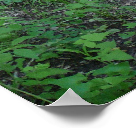 Waldweg Poster (Ecke)