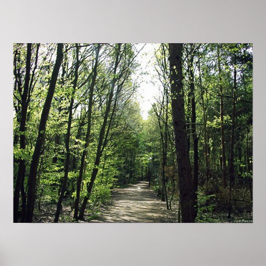 Waldweg Poster (Vorne)