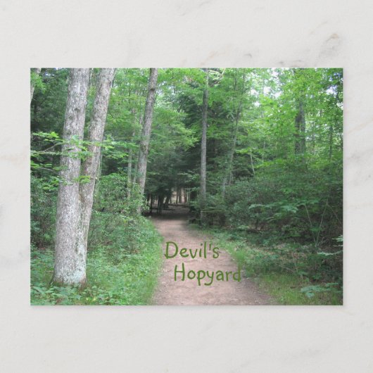 Waldweg Postkarte (Vorderseite)