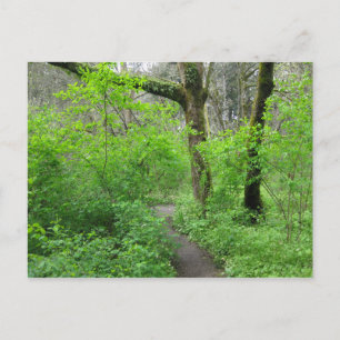 Waldweg Postkarte
