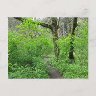Waldweg Postkarte