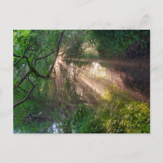 Waldweg Postkarte (Vorderseite)