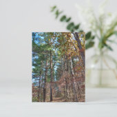 Waldweg Postkarte (Stehend Vorderseite)