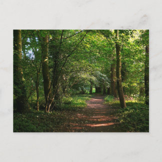 Waldweg Postkarte