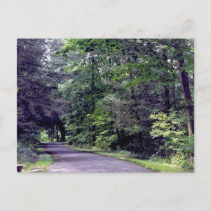 Waldweg - Postkarte