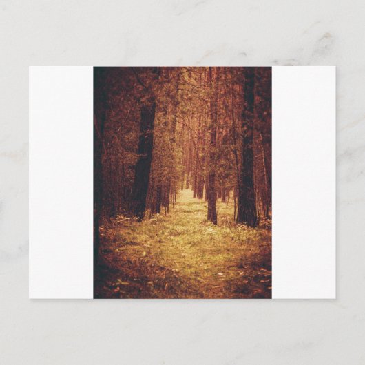 Waldweg... Postkarte (Vorderseite)