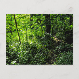 Waldweg Postkarte