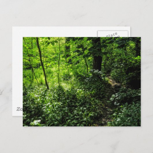 Waldweg Postkarte (Vorne/Hinten)