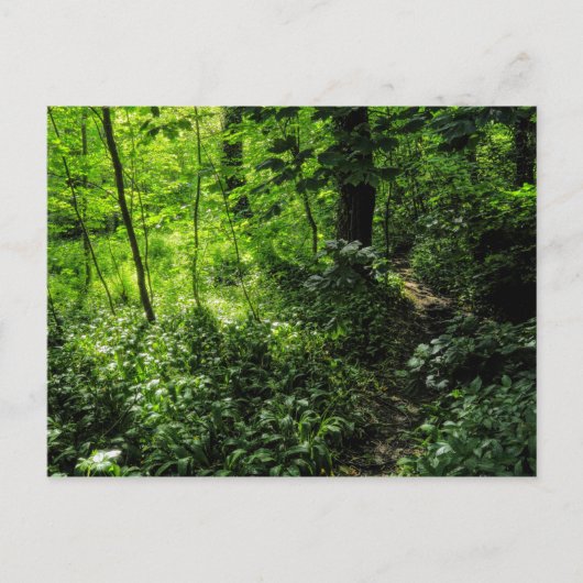 Waldweg Postkarte (Vorderseite)