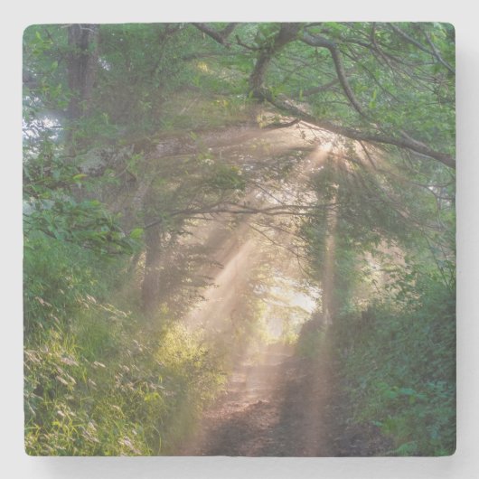 Waldweg Steinuntersetzer (Vorderseite)