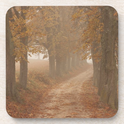 Waldweg von Herbstbäumen gesäumt Getränkeuntersetzer (Vorderseite)