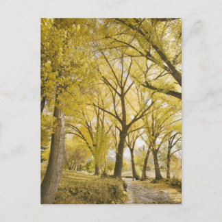 Waldweg, Zuckerhauspark, Salzsee Stadt Postkarte
